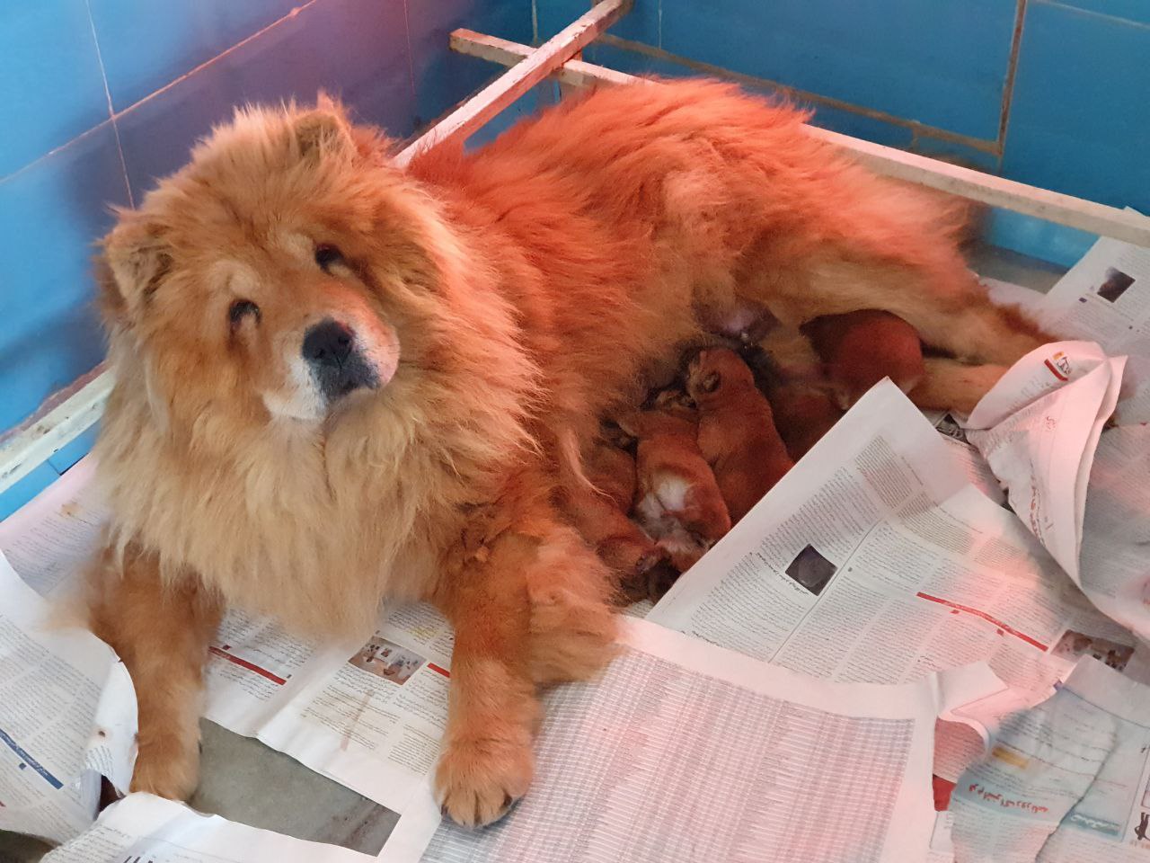 مولد نژاد چاو چاو امور